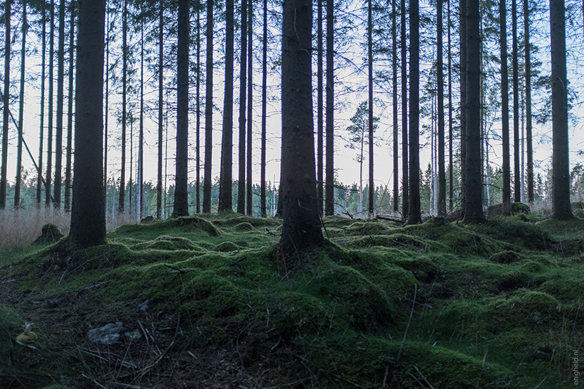 Swedish forest | Enigheid