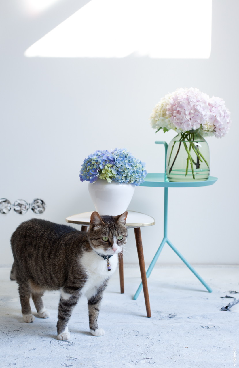 Hydrangea, Hay DLM, cat and vintage table, by Enigheid