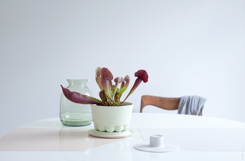 Sarracenia, Cor Unum fruit bowl and 1616 / Arita candleholder by Scholten and Baijings at the house of Iris Vank / Enigheid