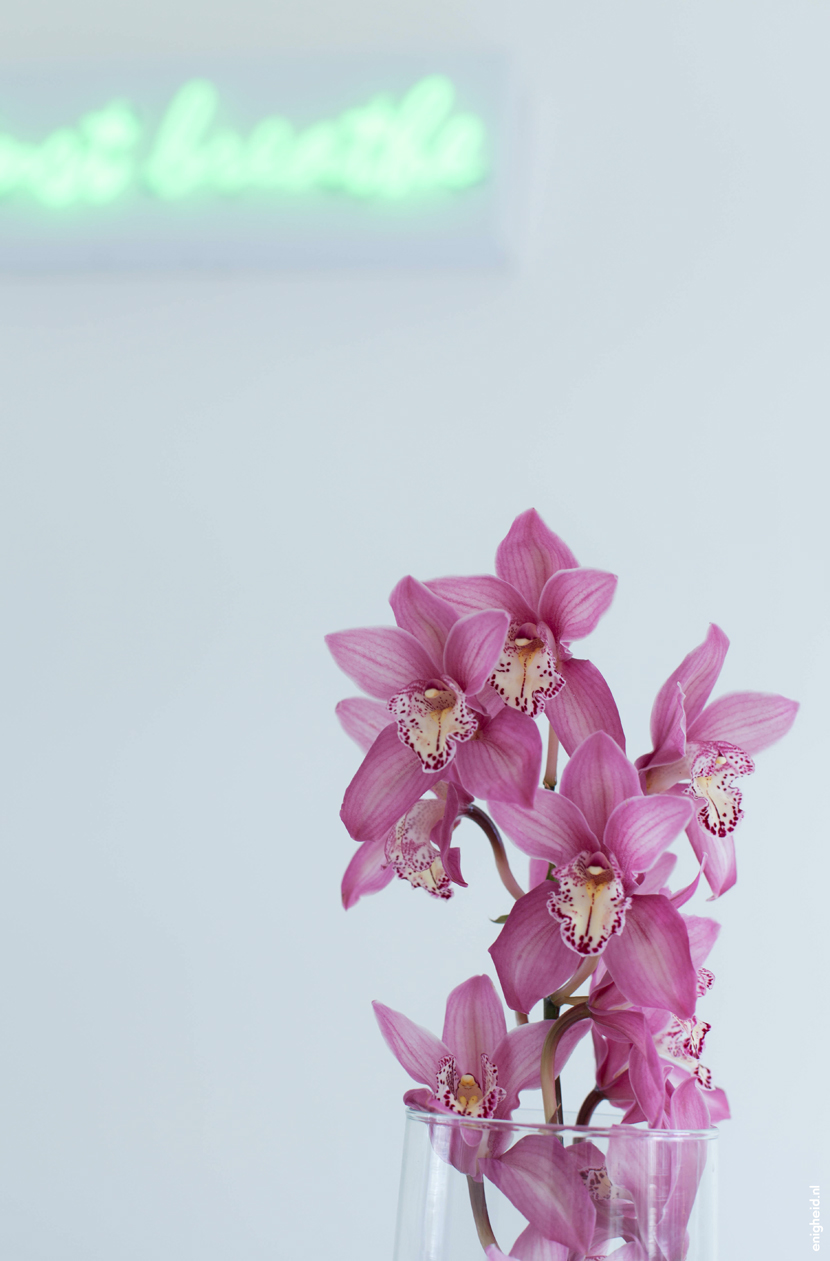 Orchid | Enigheid