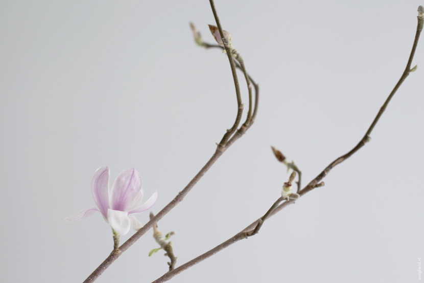 Magnolia | Enigheid